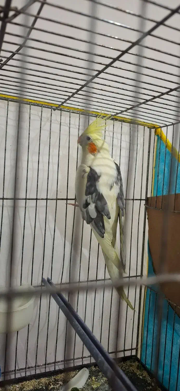 عروس هلندی نر و جوجه ش|پرنده|تربت‌حیدریه, رضاشهر|دیوار