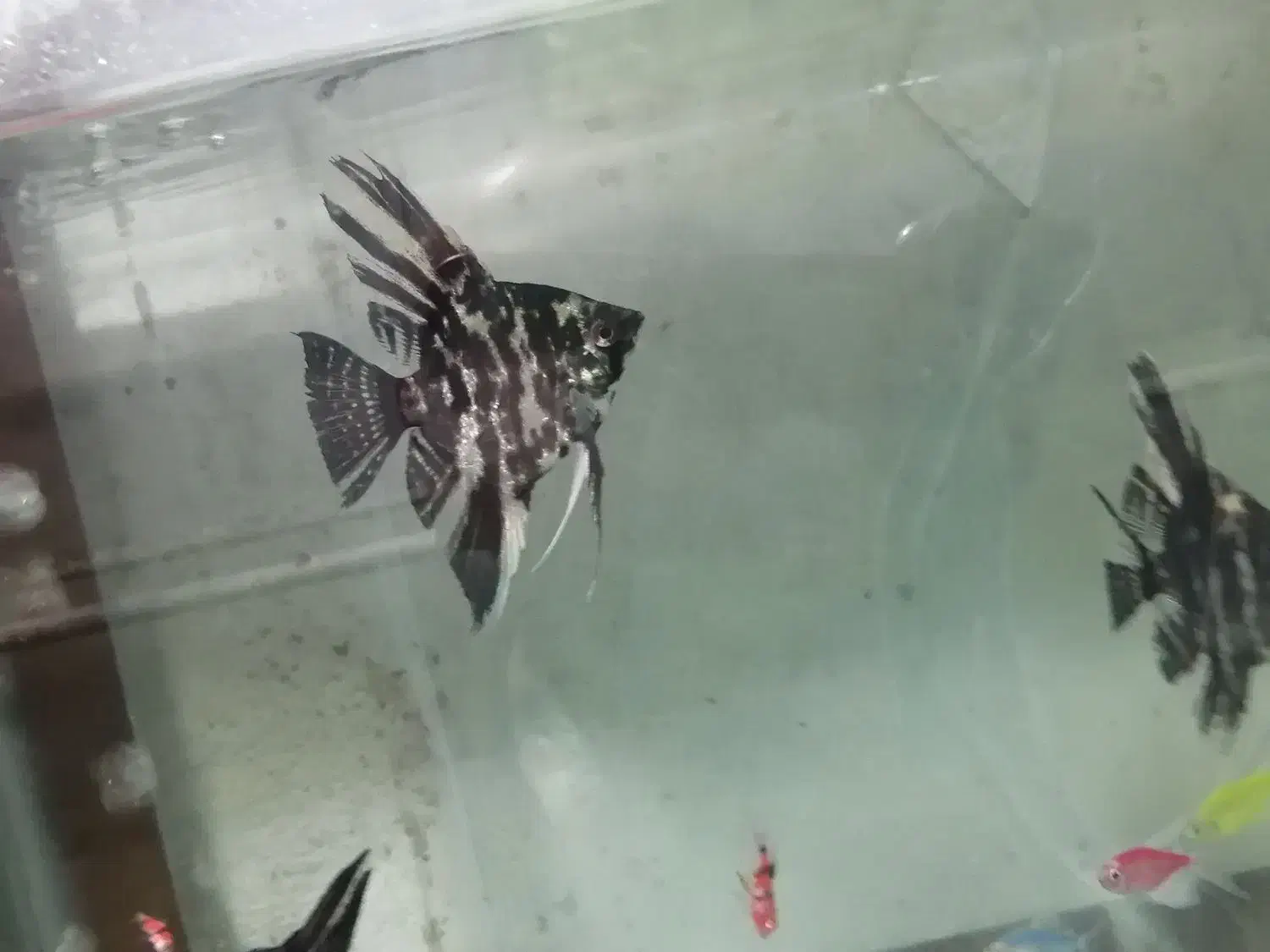 ماهی ماهی زینتی|ماهی|ساری, |دیوار