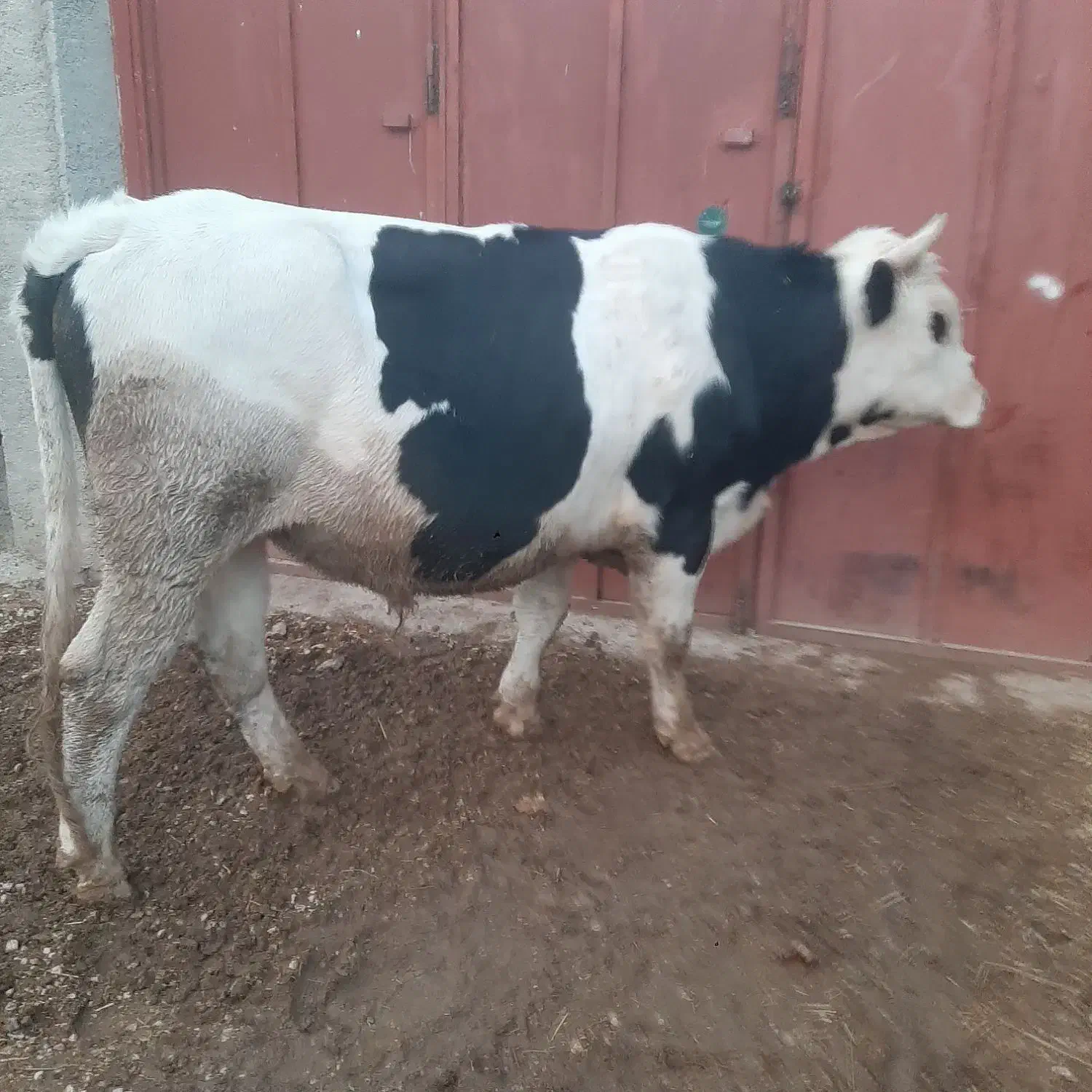 گوساله نر|حیوانات مزرعه|مرودشت, گندم|دیوار