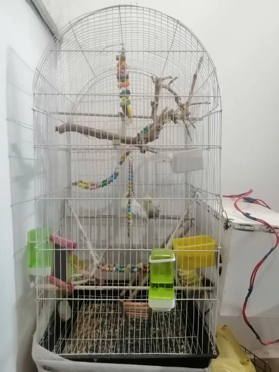 قفس بزرگ به همراه عروس هلندی جفت|پرنده|مشهد, جاهد شهر|دیوار