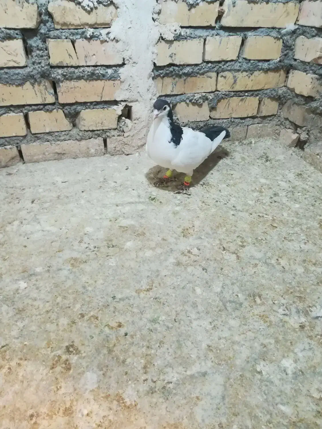 کفتر گرفتنی|پرنده|بجنورد, |دیوار