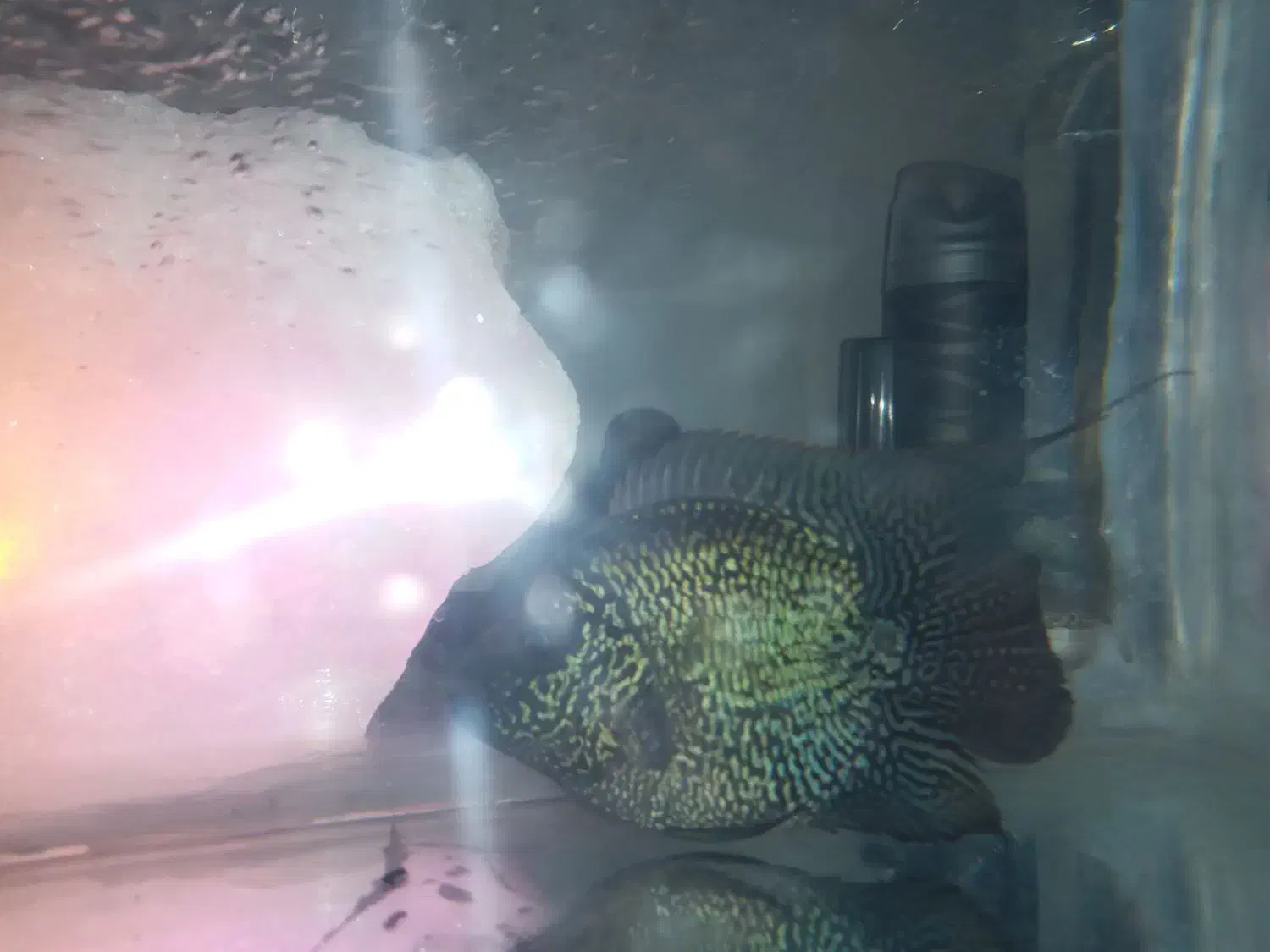 آکواریوم کوچک به همراه ماهی|ماهی|بجنورد, |دیوار