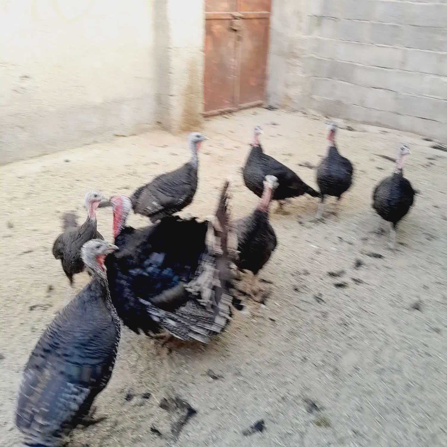 بوقلمون نر و ماده|حیوانات مزرعه|رونیز, |دیوار