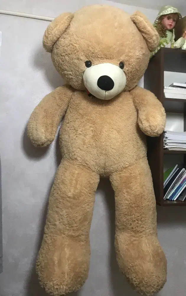 خرس|کلکسیون و سرگرمی|گرگان, |دیوار