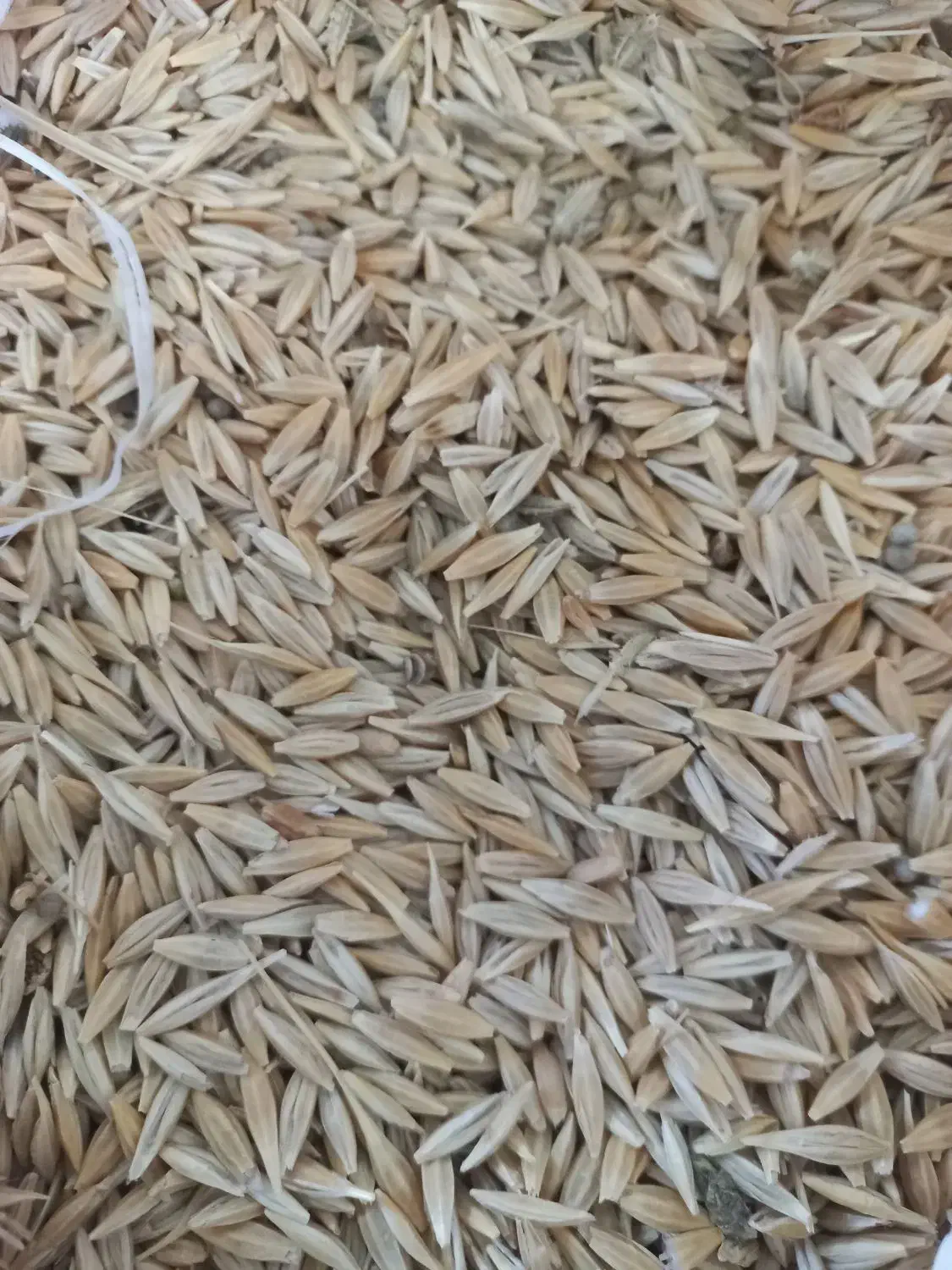 جو دیم|لوازم جانبی حیوانات|نهاوند, |دیوار