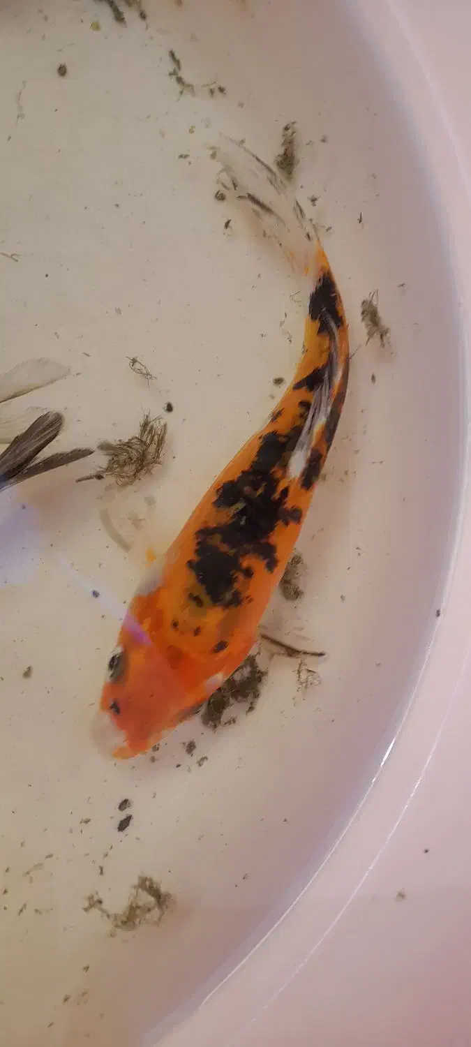 ماهی کوی ولجنخوار|ماهی|شیراز, گود عربان|دیوار