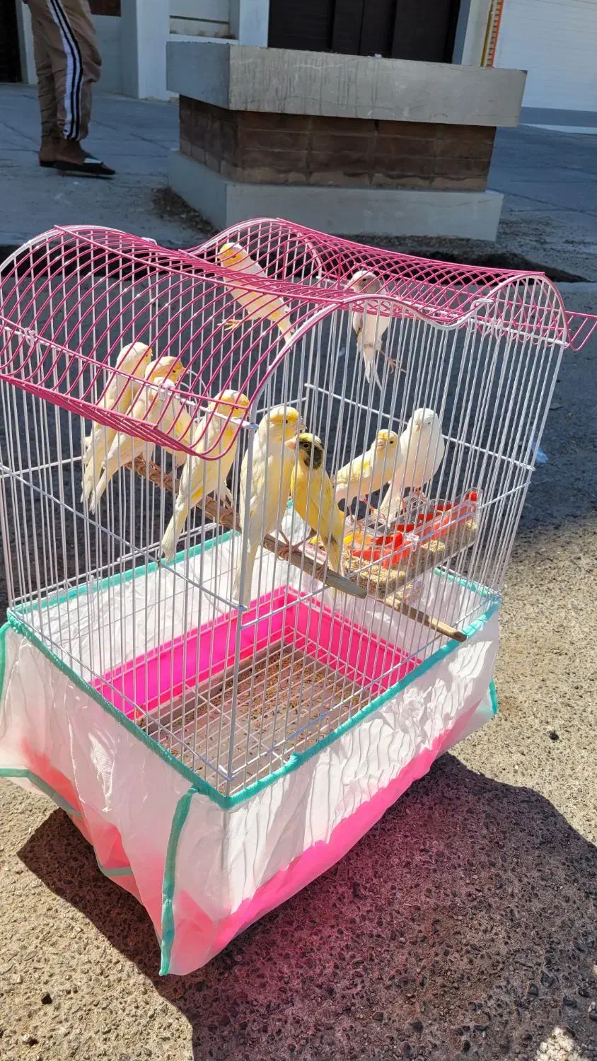 قناری|پرنده|شوشتر, |دیوار