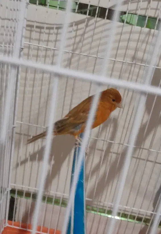 معاوضه (قناری جفت)|موبایل|مرودشت, قانون|دیوار