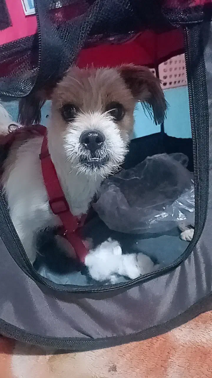 سگ شیتزو نر ۱ساله واگذاری|سگ|شهریار, اصیل آباد|دیوار