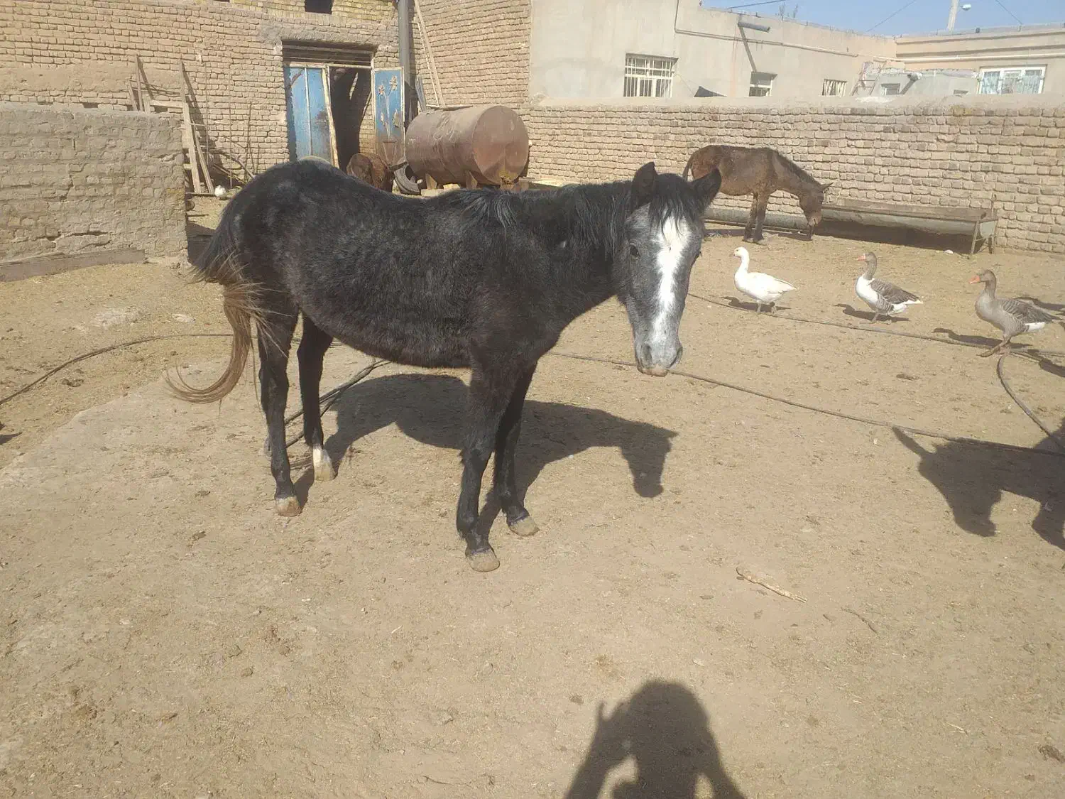 کره اسب مادیان ۱۴ماهه|اسب و تجهیزات اسبسواری|رامند, |دیوار