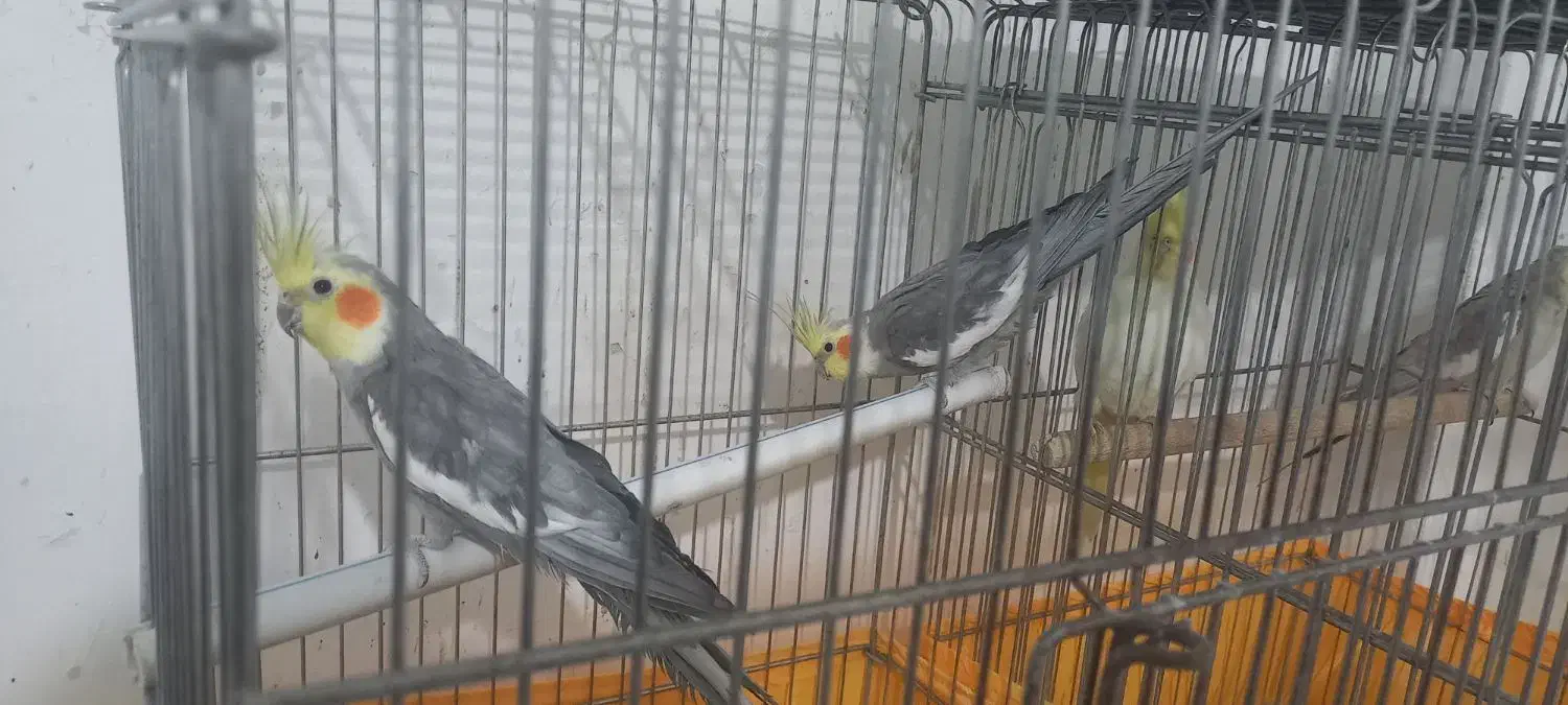 عروس هلندی|پرنده|آباده, |دیوار