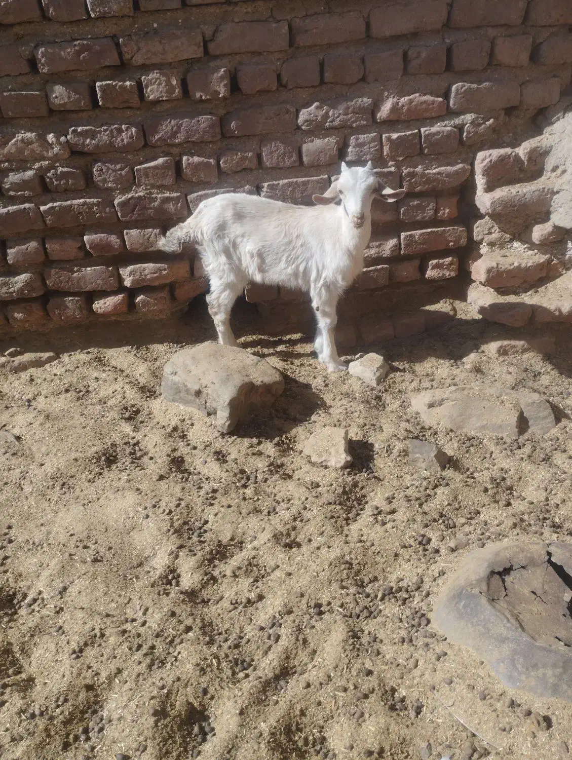 بزغاله  کره  کوهبنان|حیوانات مزرعه|کوهبنان, |دیوار