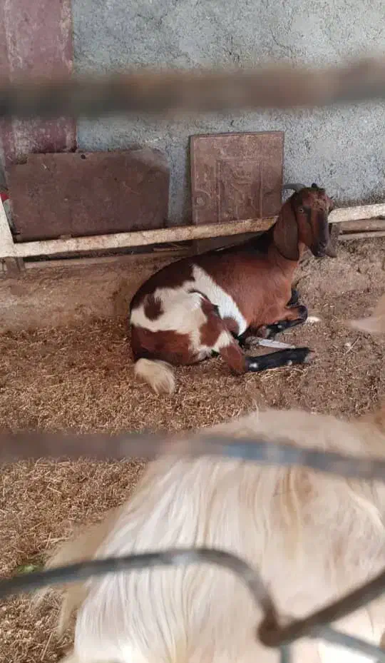 بز ابستن|حیوانات مزرعه|بندر گناوه, |دیوار