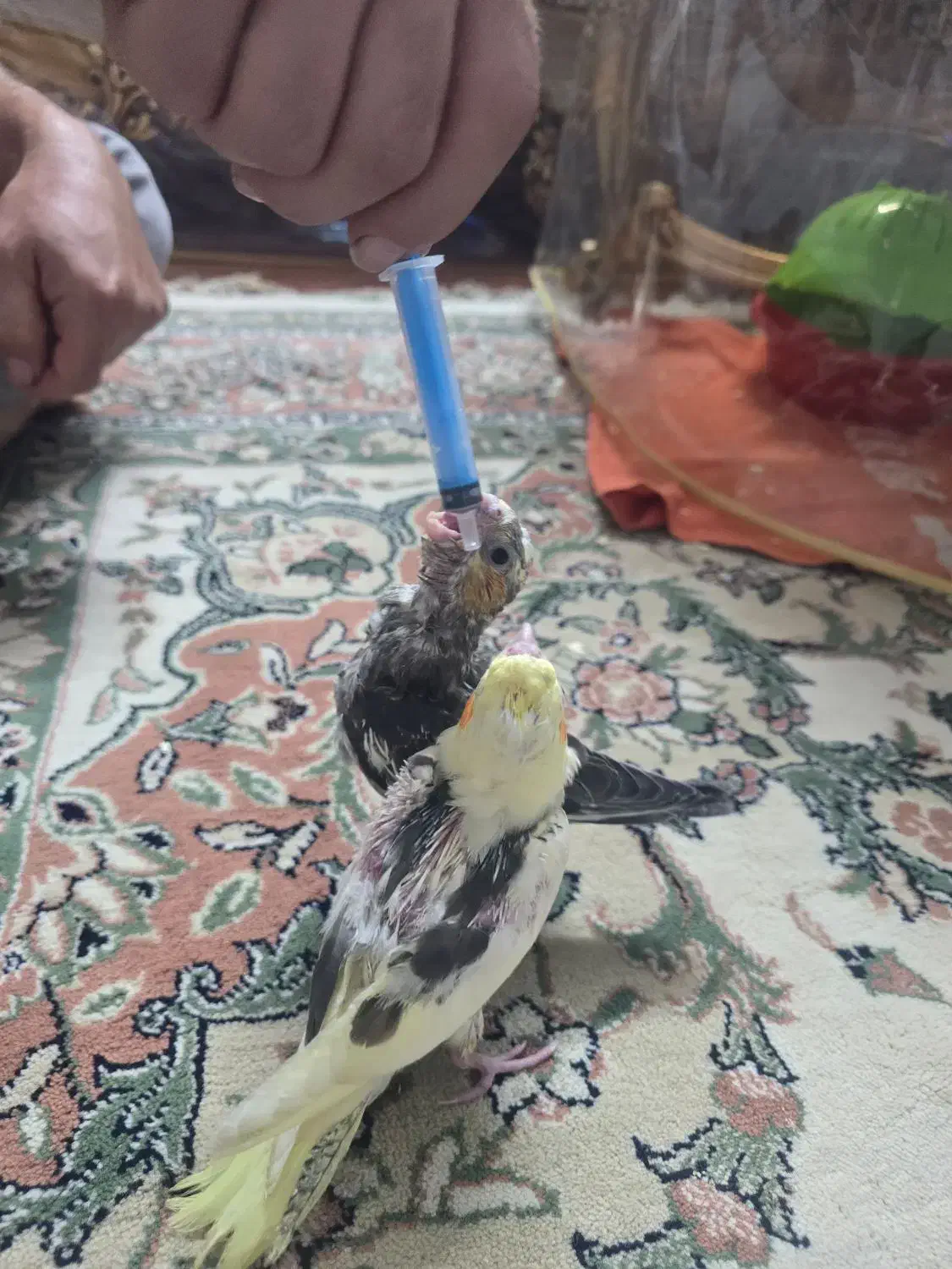 جوجه عروس هلندی|پرنده|تهران, یافت‌آباد|دیوار