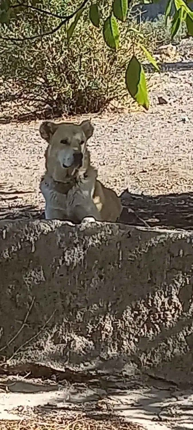 سگ نر|سگ|سلفچگان, |دیوار