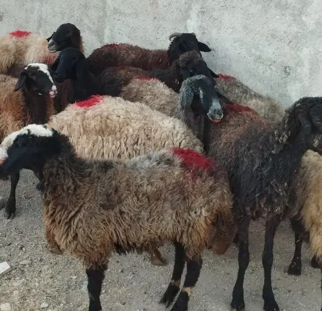 5راس شیشک دودندان ابستن|حیوانات مزرعه|قزوین, |دیوار