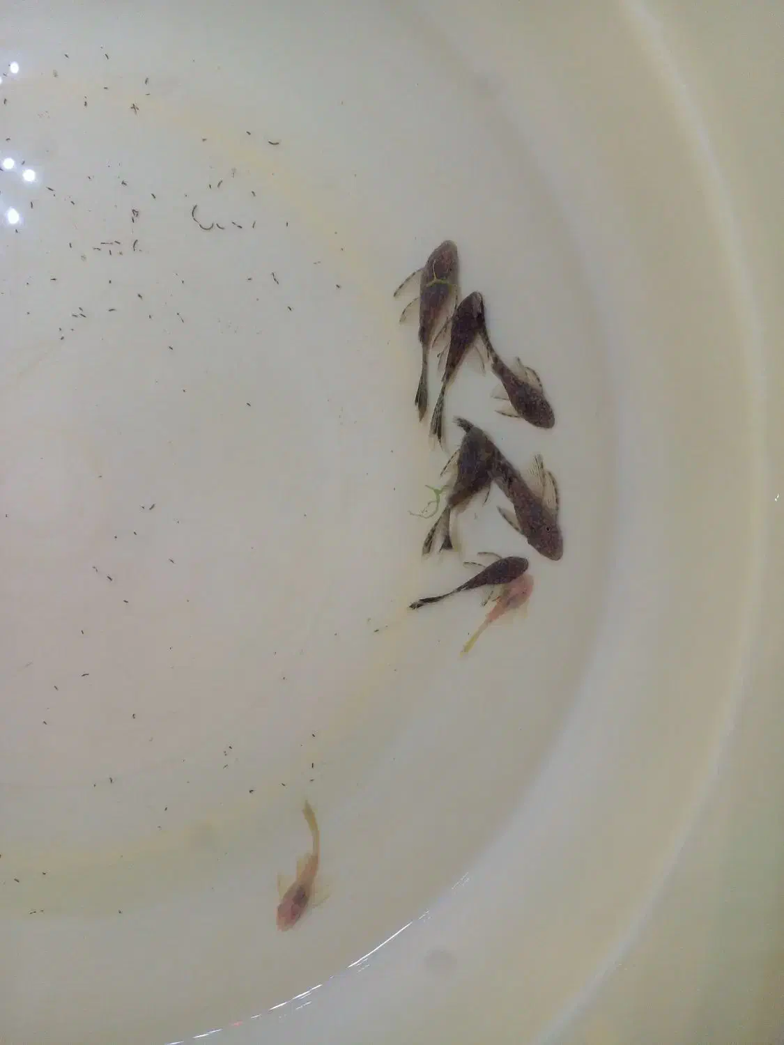 کت فیش آلبینو و مشکی|ماهی|شیراز, کوشک میدان|دیوار