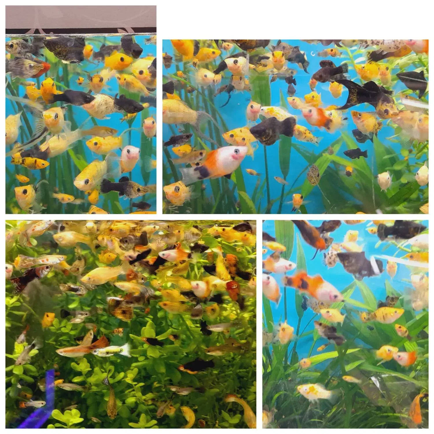 انواع ماهی گوپی مولد5تومن|ماهی|اردبیل, |دیوار