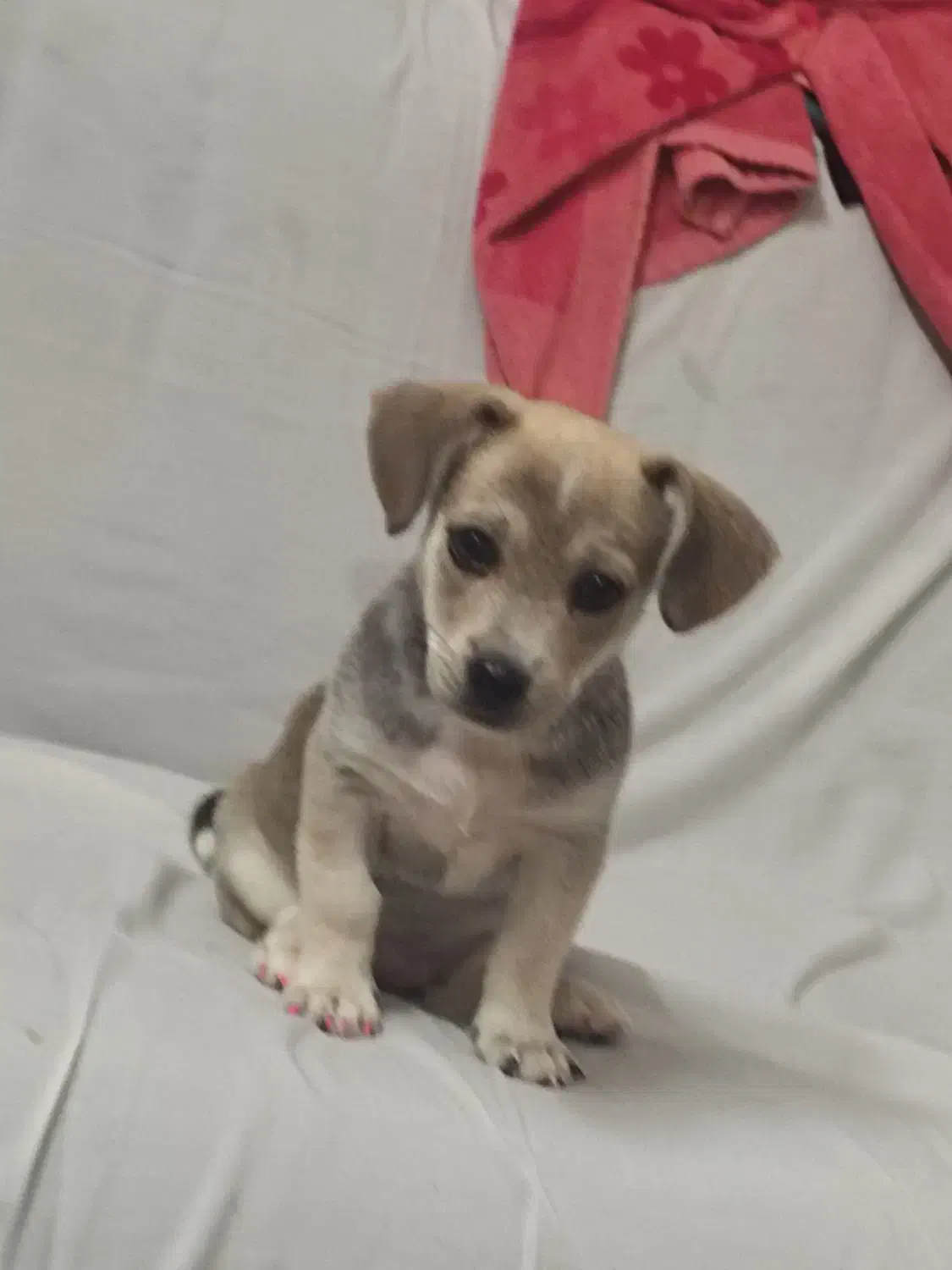 یک عدد سگ پا کوتاه|سگ|مشهد, گلبرگ شمالی|دیوار