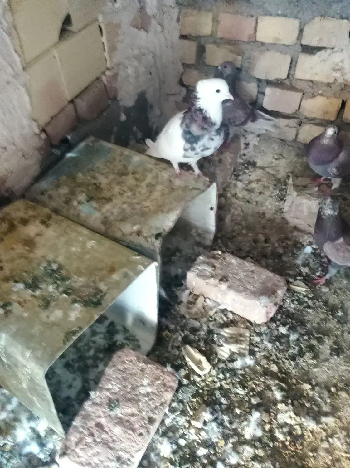 طوق هفت رنگ|پرنده|بیرجند, |دیوار