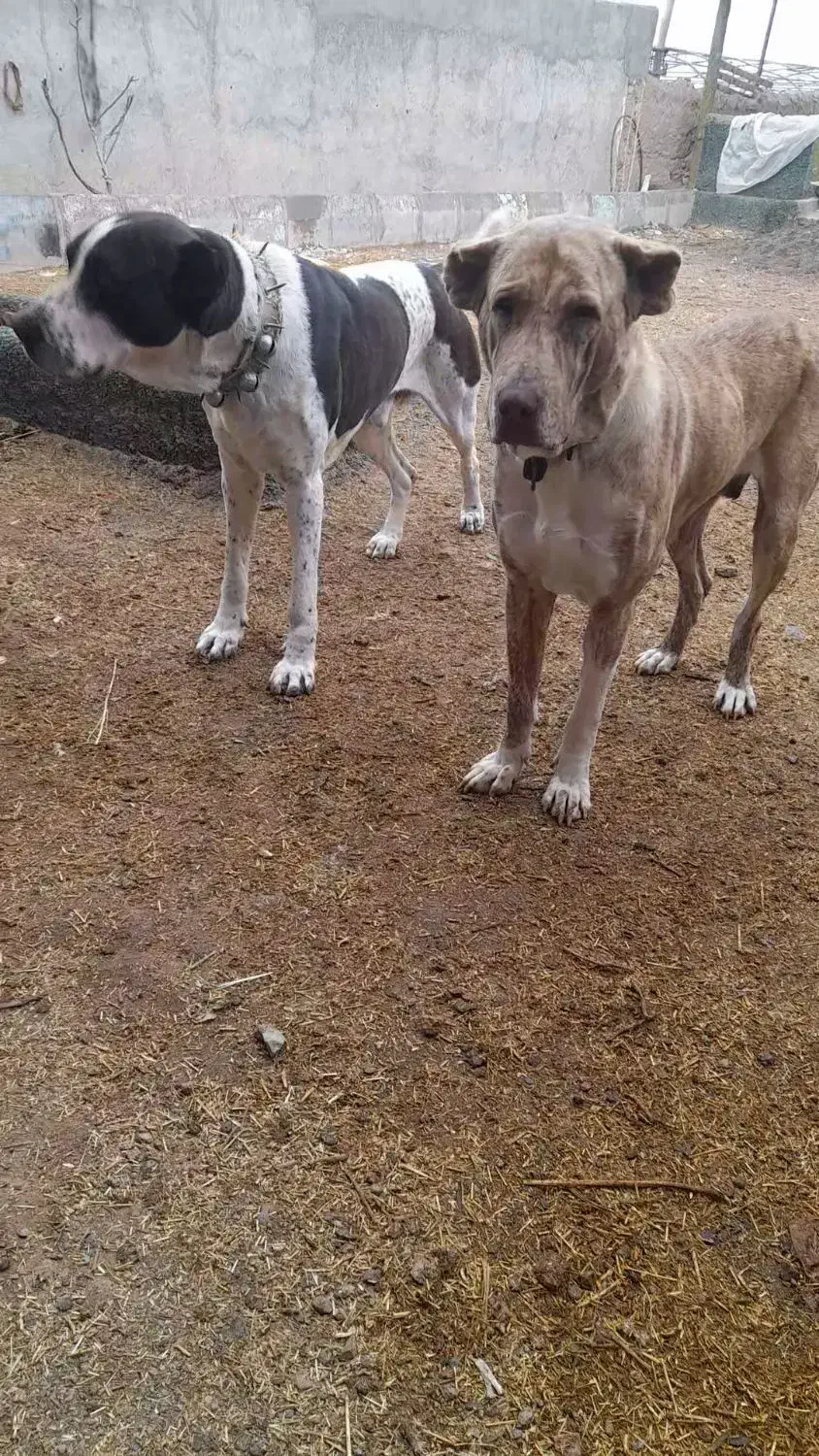 واگذاری ماده درجه یک|سگ|کاشمر, |دیوار