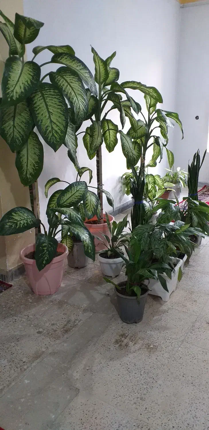 گل های فروش|گل و گیاه طبیعی|چرداول, |دیوار