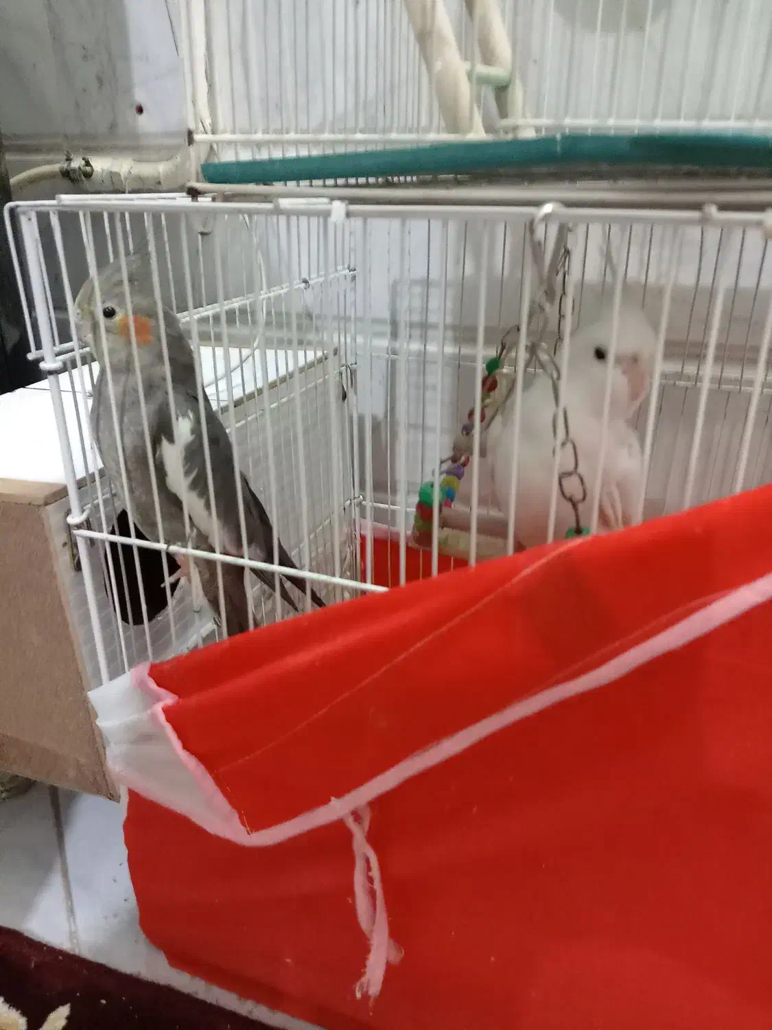 یک جفت عروس هلندی|پرنده|تربتحیدریه, بالا ولایت|دیوار