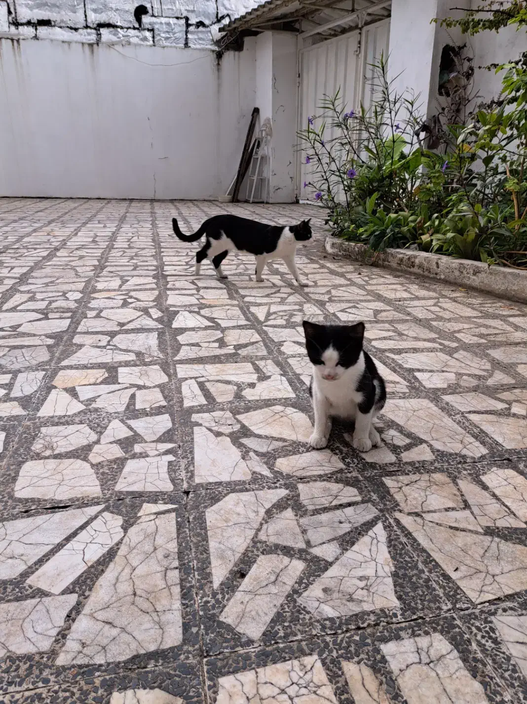 واگذاری گربه|گربه|بابلسر, |دیوار