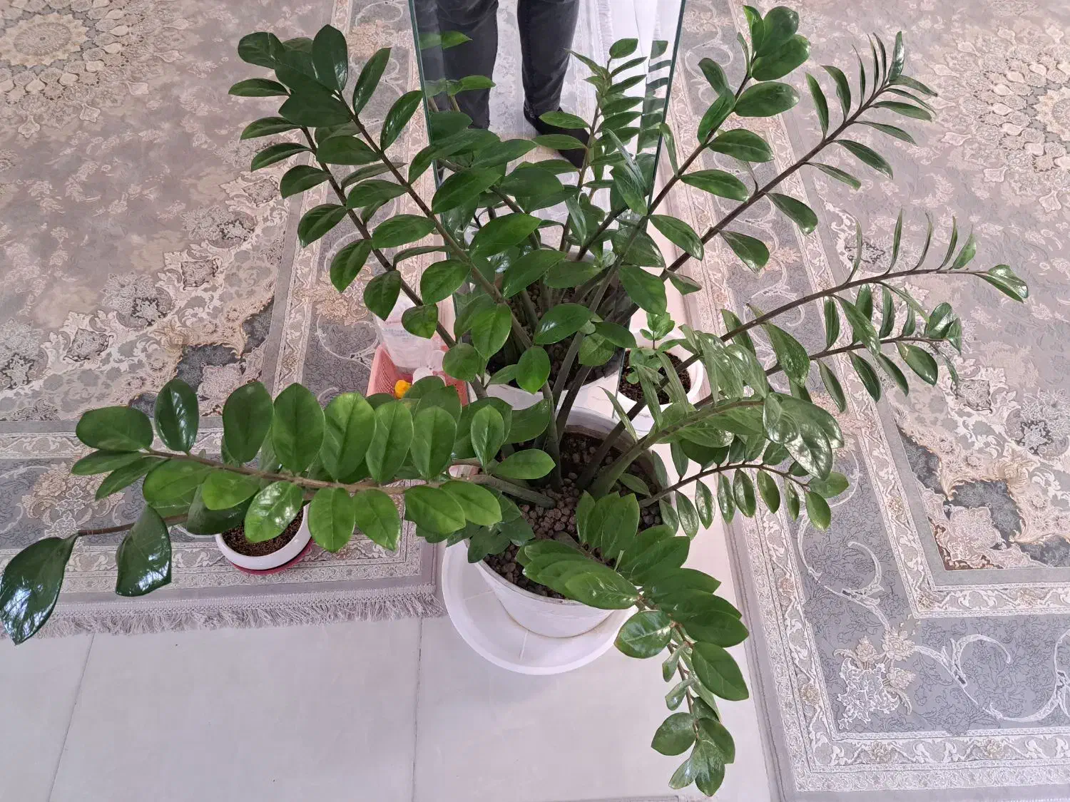 زاموفیلیا|گل و گیاه طبیعی|اصفهان, قائمیه|دیوار