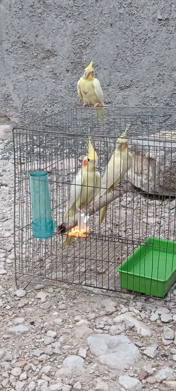 جفت عروس هلندی در کاکی|پرنده|کاکی, |دیوار