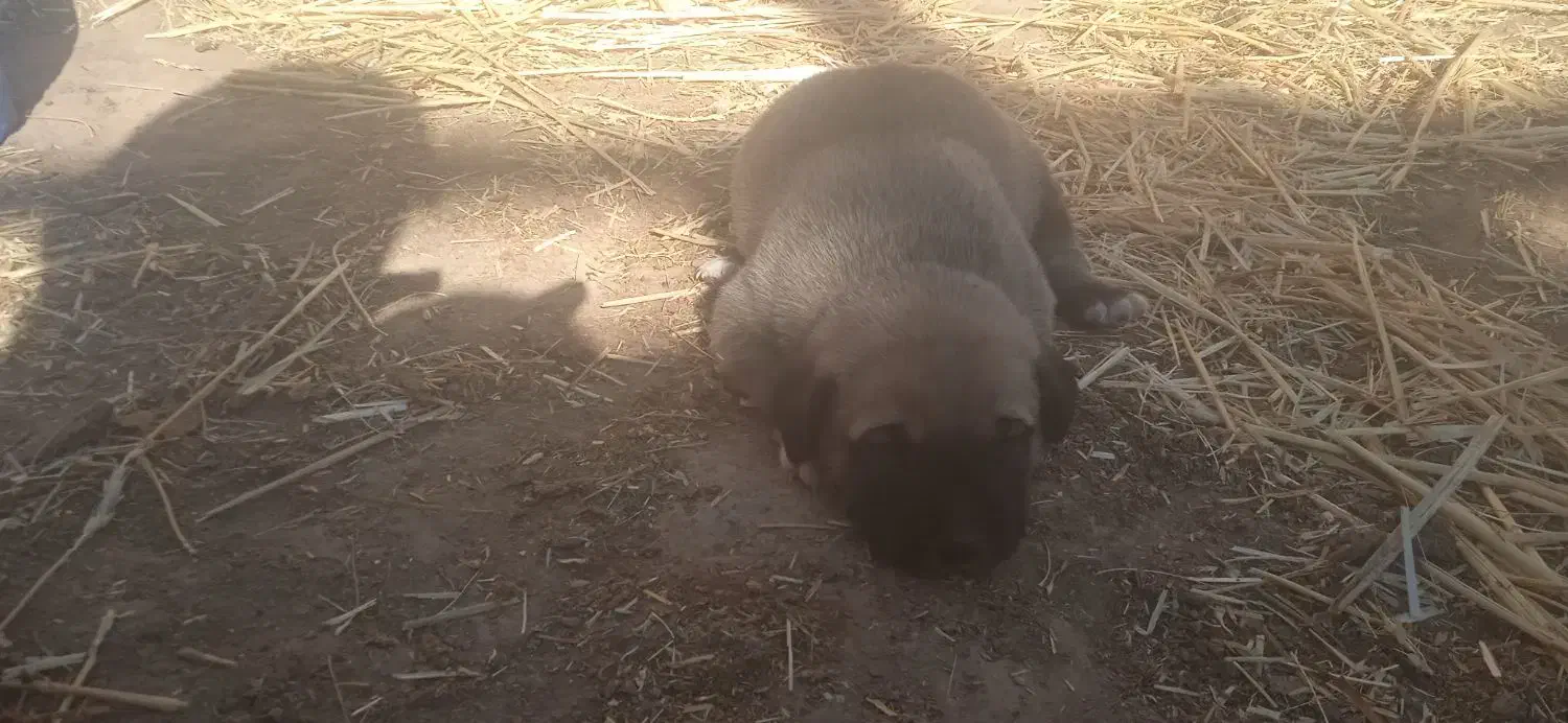 واگذاری.سگ.|سگ|رادکان, |دیوار