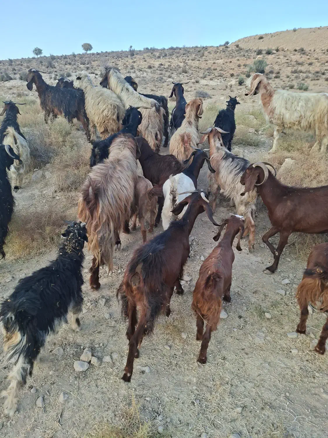 فروش ۳۰ عدد بز جوان با کهره|حیوانات مزرعه|کوار, |دیوار