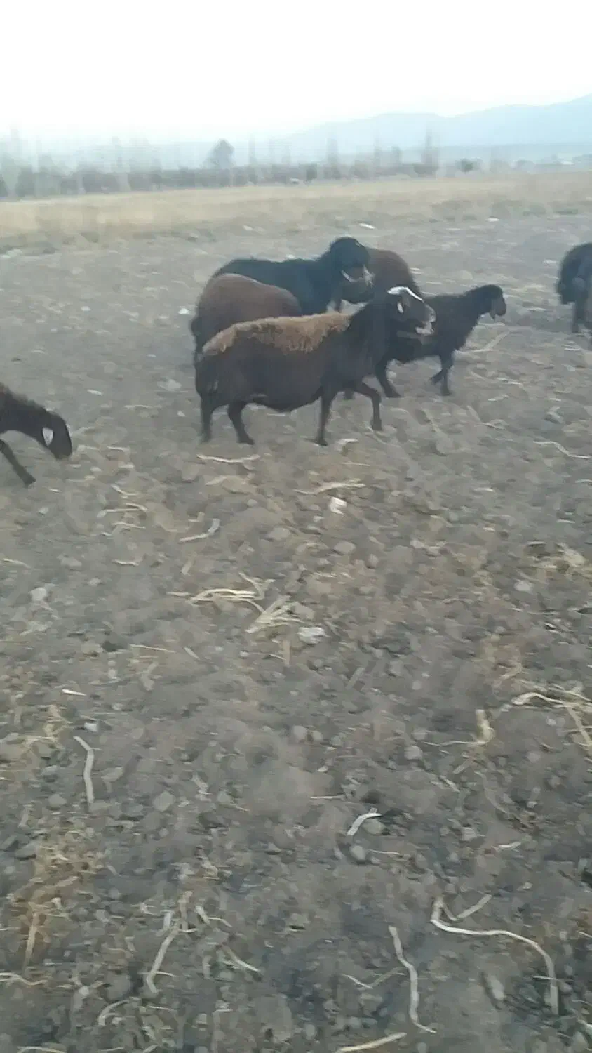 گوسفند گوشتیس|حیوانات مزرعه|سراب, |دیوار