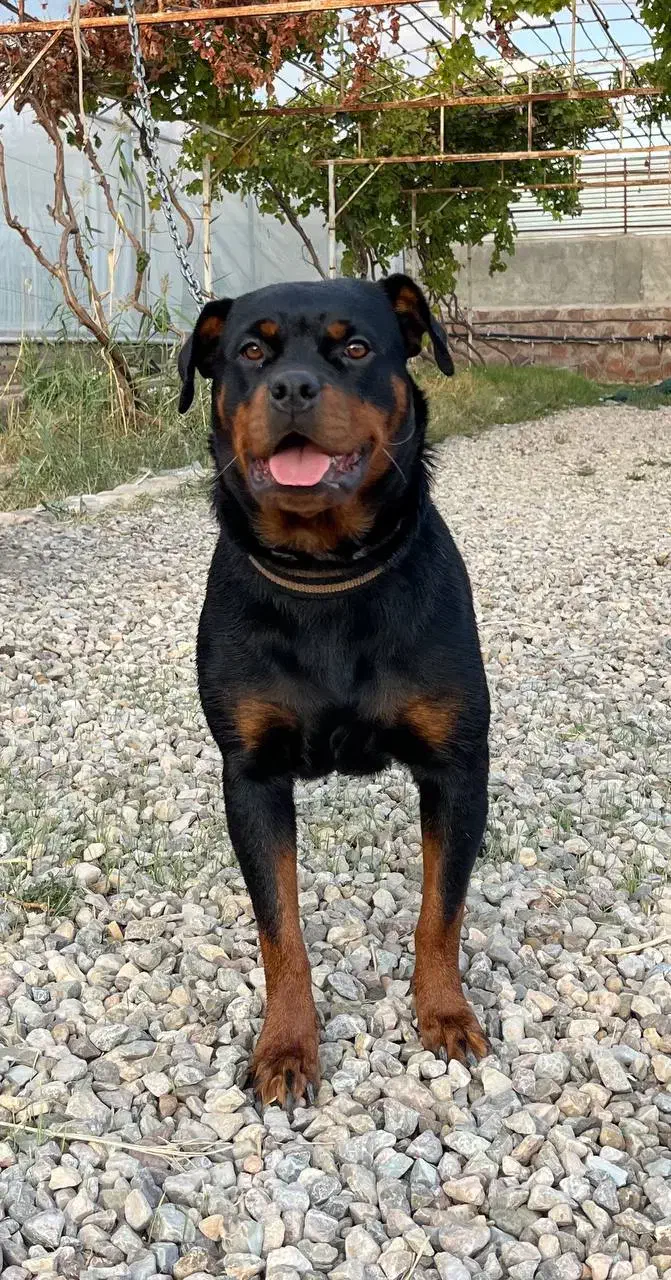 روتوایلر ماده|سگ|شاهرود, |دیوار