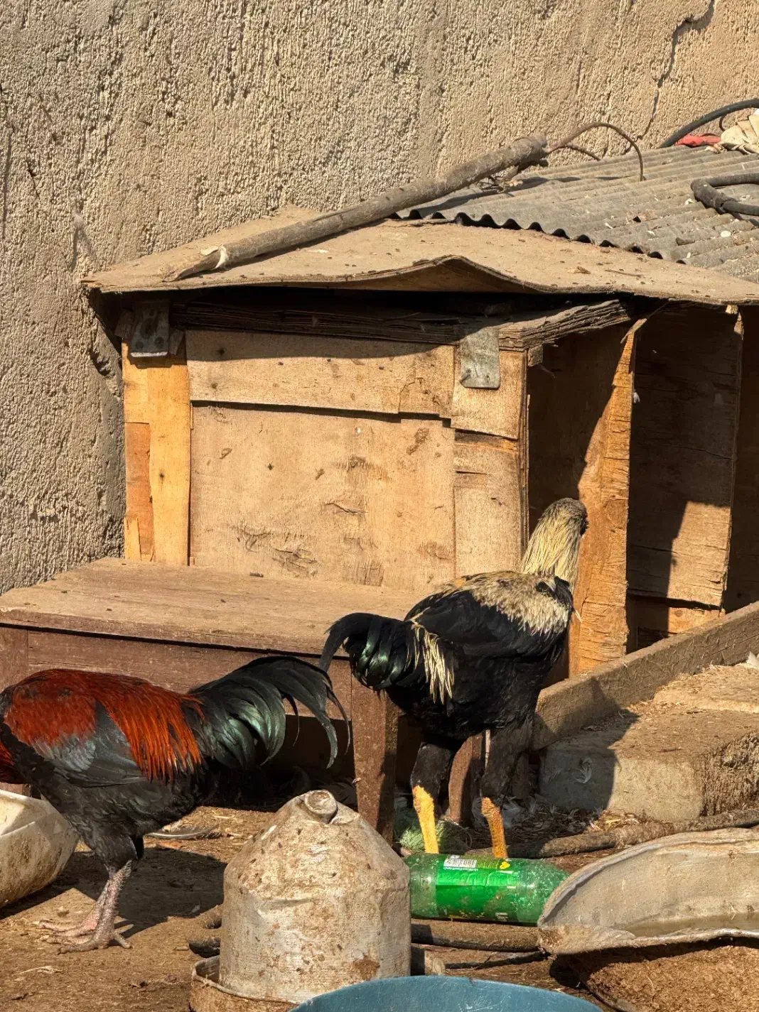 خروس دورگ لاری|حیوانات مزرعه|الوند, |دیوار