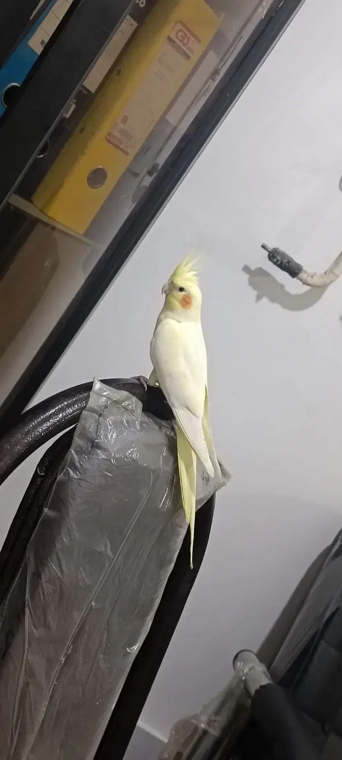 گمشده|پرنده|مینودشت, |دیوار