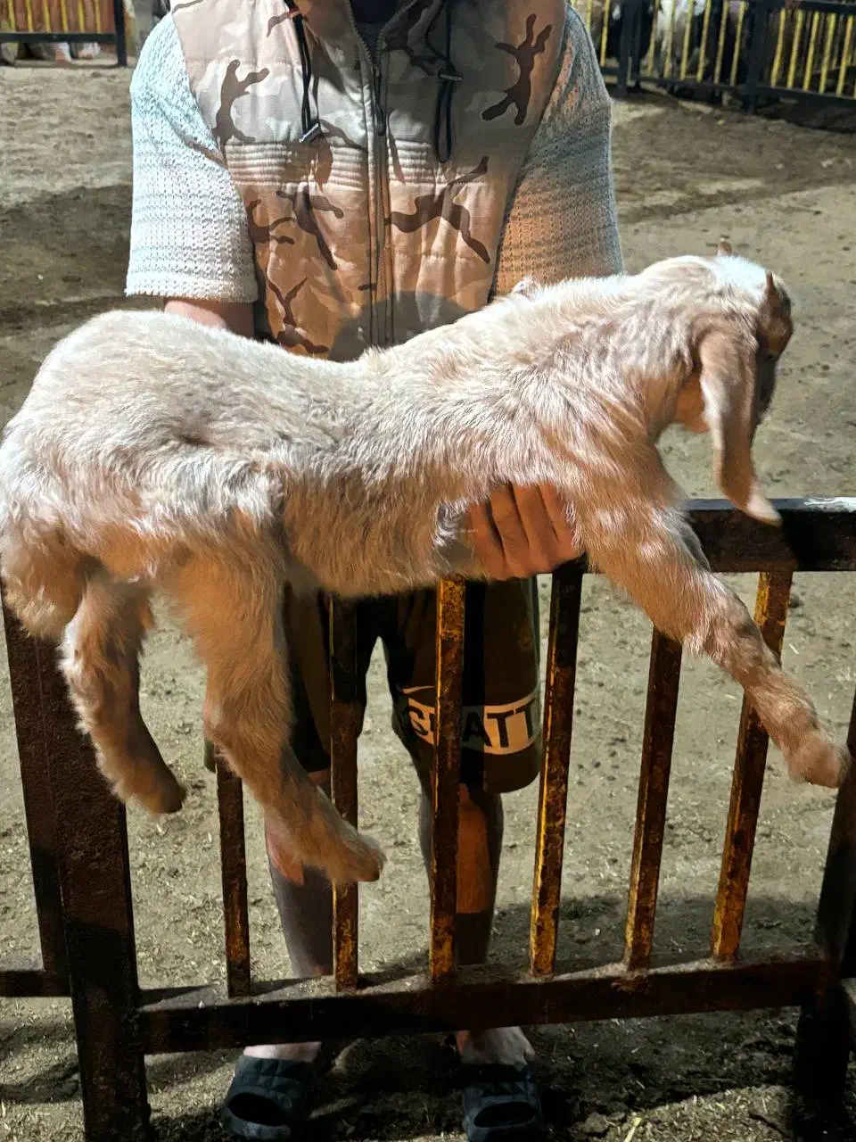 بزغاله نر با مادر|حیوانات مزرعه|خوش‌رودپی, |دیوار