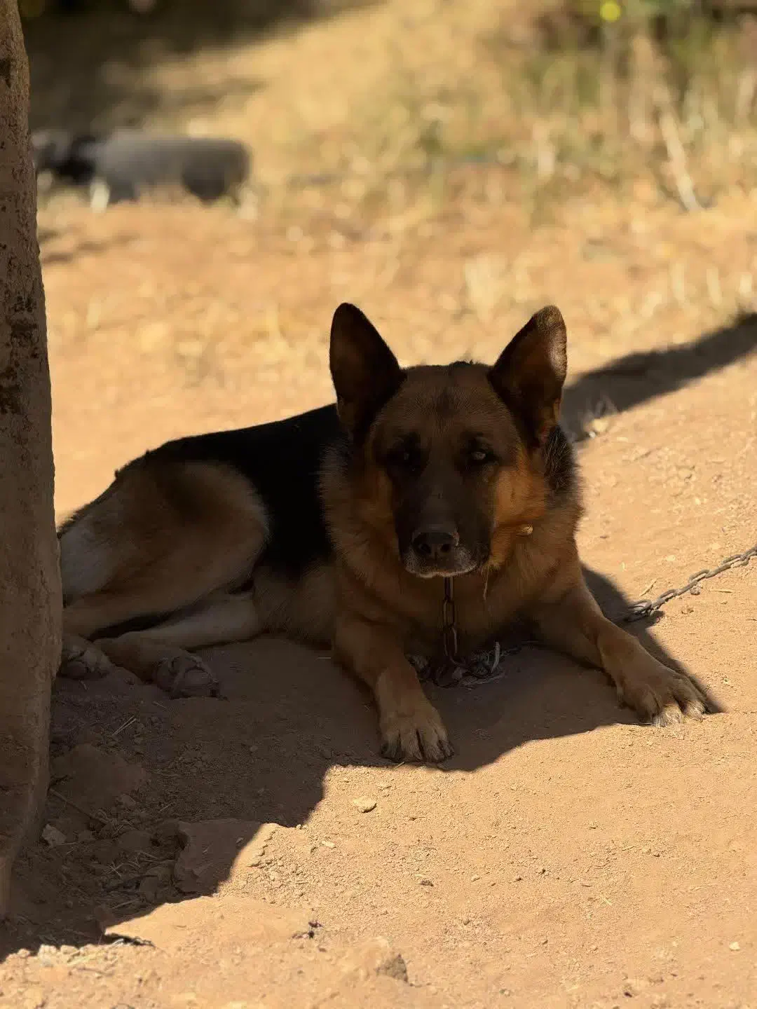 سگ نژاد ژرمن|سگ|سقز, |دیوار