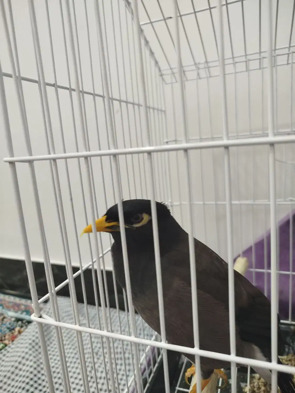 پرنده مینا نر افغانی|پرنده|سبزوار, قلعهنو دهزار|دیوار