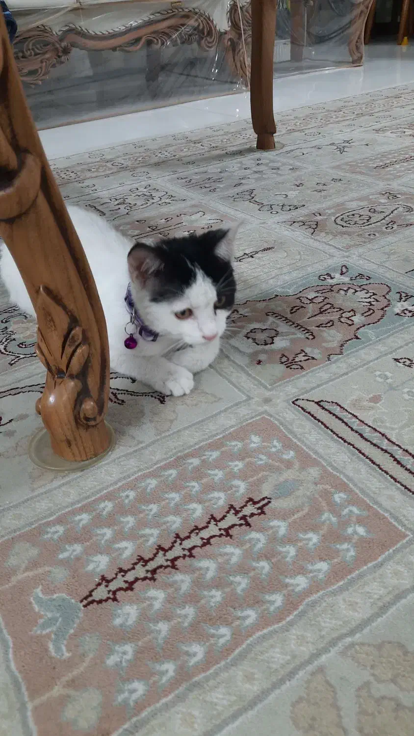 گربه ماده|گربه|اصفهان, خرم|دیوار