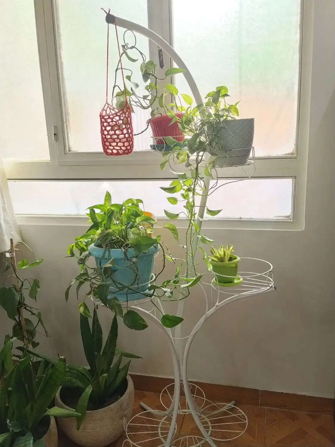 استند گل|گل و گیاه طبیعی|ری, صفاییه (چشمه علی)|دیوار