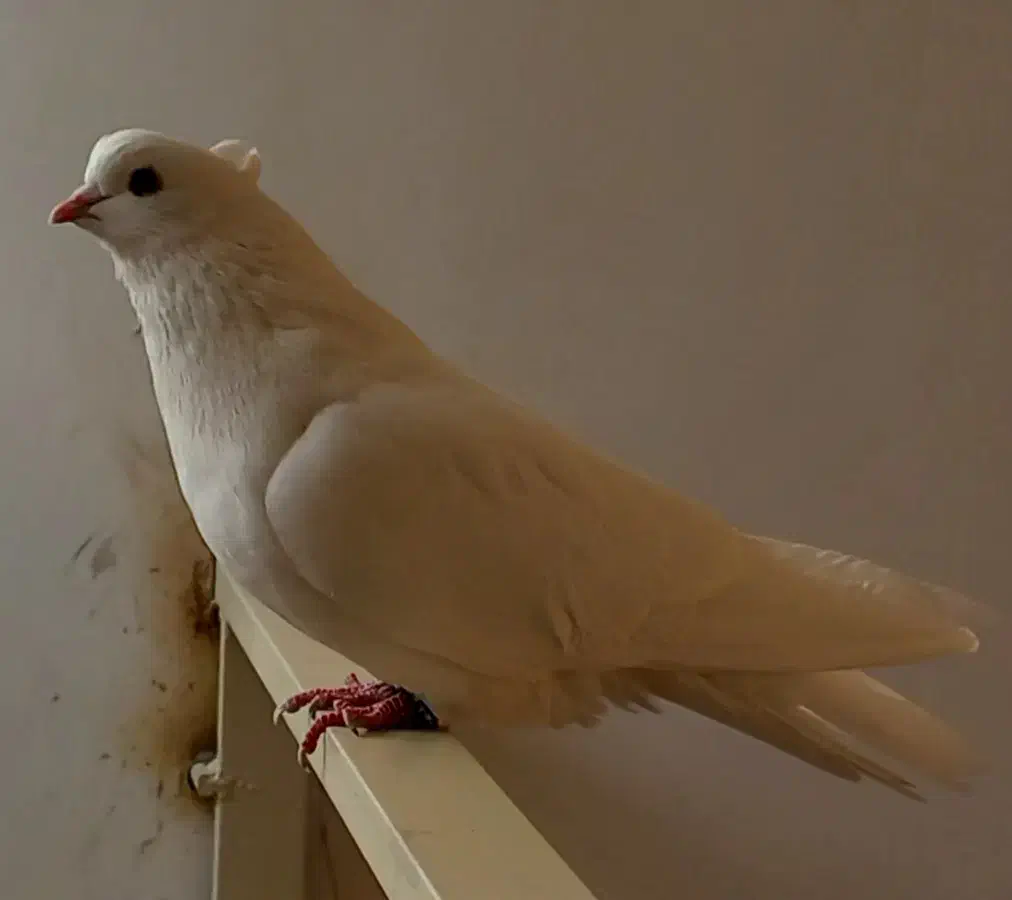 طوقی سفید بیزککیل و تیدی نر و چهار جوجه|پرنده|اردبیل, |دیوار