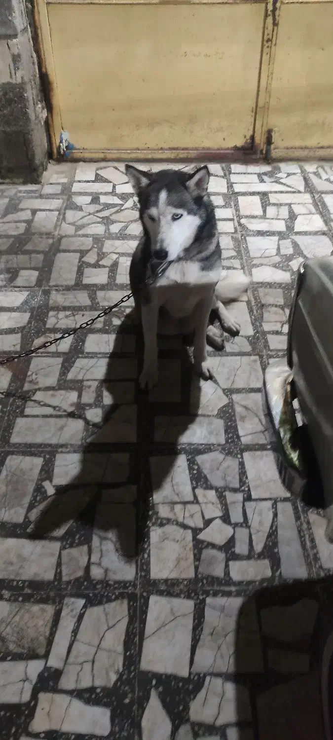 سگ هاسکی نر|سگ|فومن, |دیوار