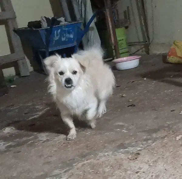 ارزش نداره ولی خوب ماله کسی بود پیشم بود گوم شده|حیوانات|شوشتر, |دیوار