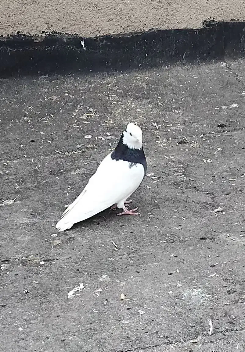 طوقی|پرنده|نیشابور, تیپ زرهی ۲۱  امام رضا (ع)|دیوار