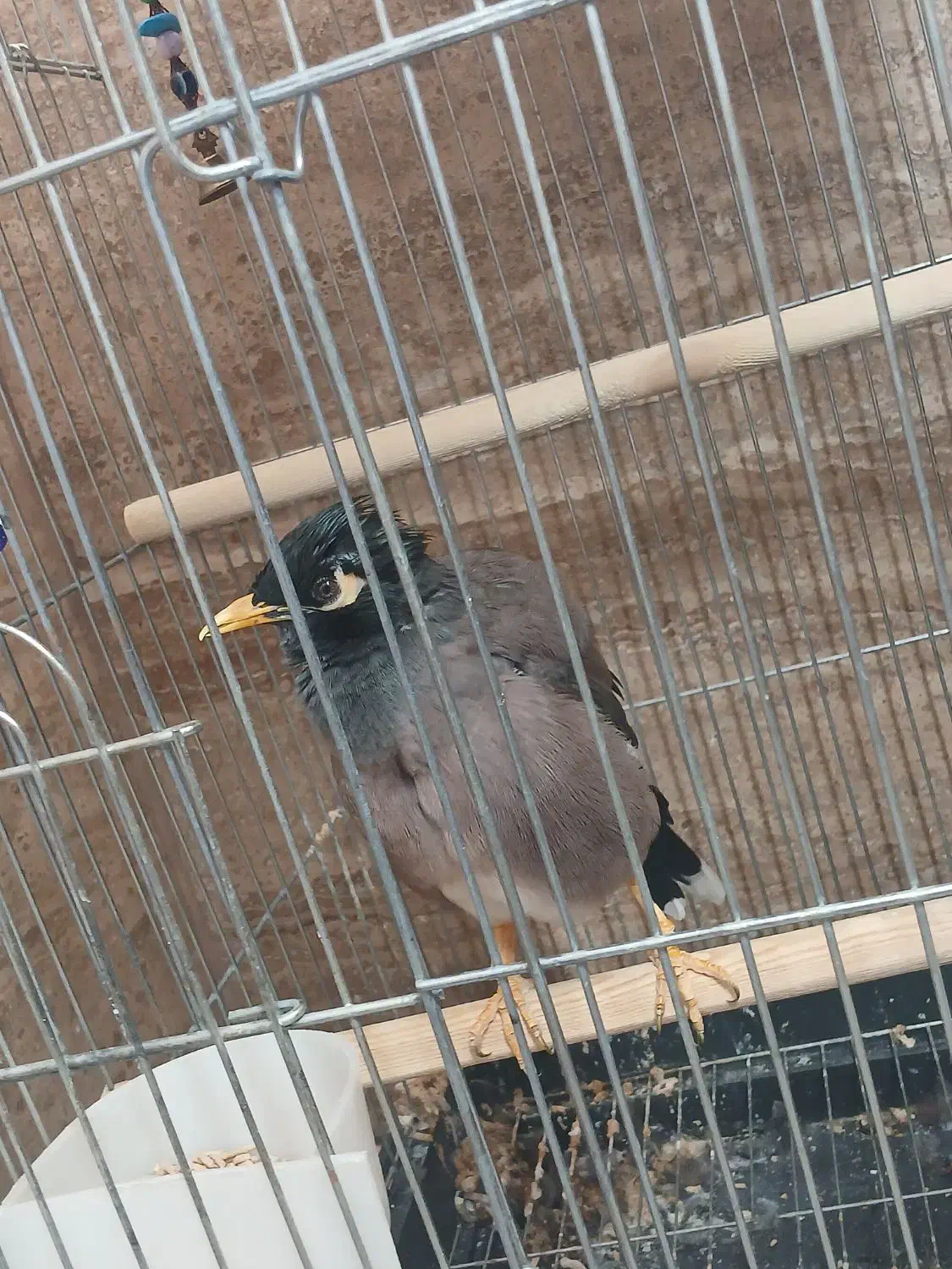 پرنده مرغ مینا|پرنده|قزوین, |دیوار