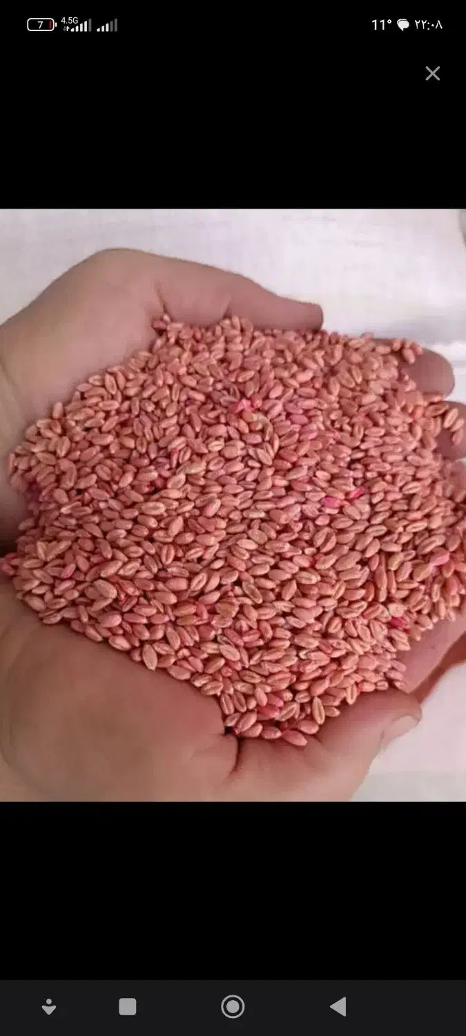 بذرگندم اصلاح شده|گل و گیاه طبیعی|بوئین زهرا, |دیوار