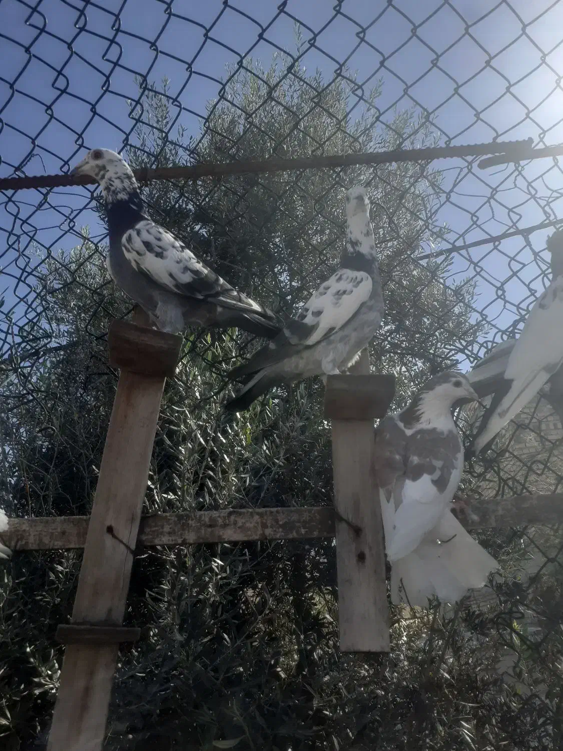 دوبال زرد سوسکی بزک دوعدد کربلایی سرخ خون سینه|پرنده|گالیکش, |دیوار