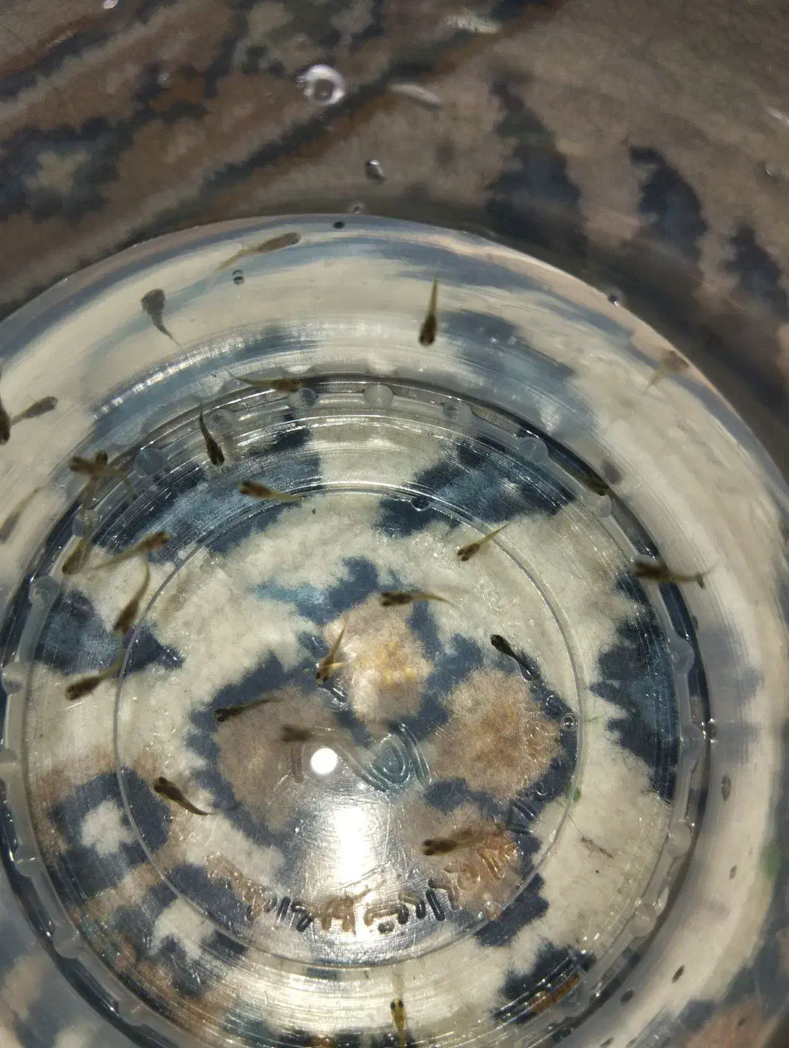 ماهی گوپی|ماهی|کرمانشاه, |دیوار