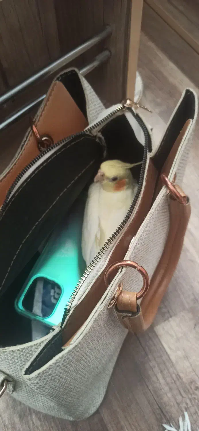 عروس هلندی|حیوانات|رشت, دیانتی|دیوار